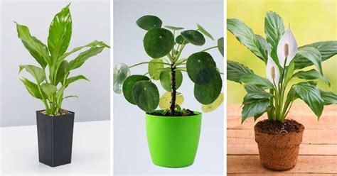 House Plants Indoor Plant Trends For 2022