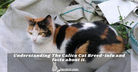 Understanding The Calico Cat Breed Info And Facts About It