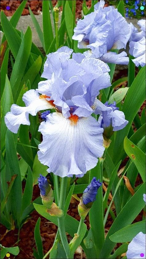 Border flowers are an important, exciting part of your landscaping. The Iris Is An Essential Feature Of Every Perennial Flower ...