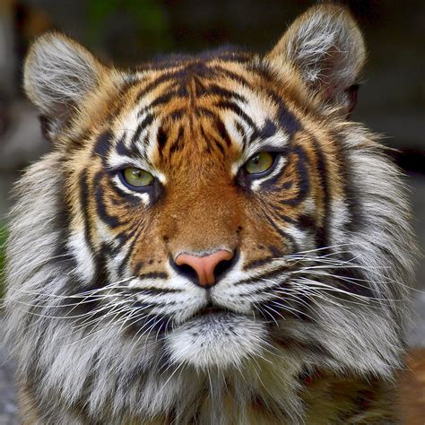 Sumatra Tiger Tierpark Berlin Friedrichsfelde Claus Gaser Flickr