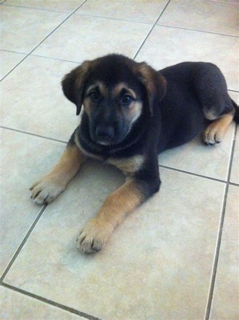German Shepherd Lab Mix Puppy Images And Pictures Lab Mix Puppies