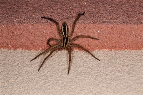 Discover 6 Brown Spiders In Illinois A Z Animals