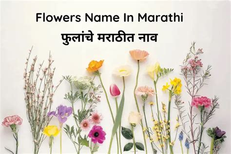 Flowers Name In Marathi फलच मरठत नव