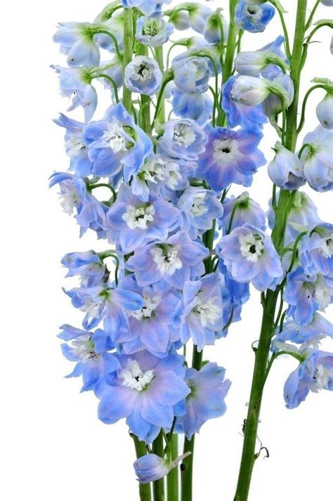 Delphinium Light Blue Wholesale Bulk Flowers 100 Stems Blue Flowers