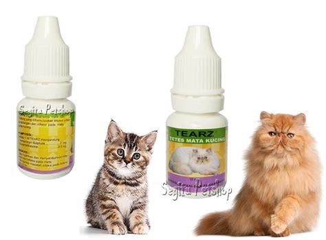 Cara Mengobati Mata Kucing Bengkak Menonjol - Bali