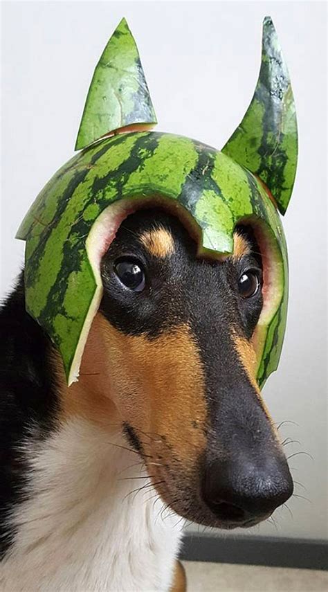 Dogs In Watermelon Helmets Funniest Pins