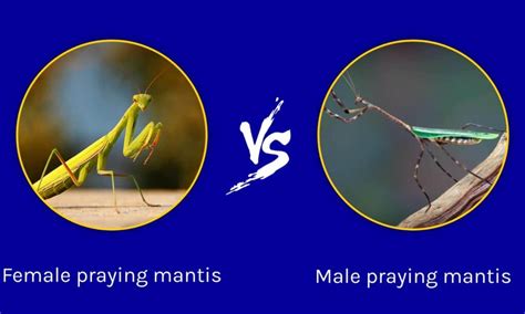 Male Vs Female Praying Mantis What Are The Differences Wiki Point