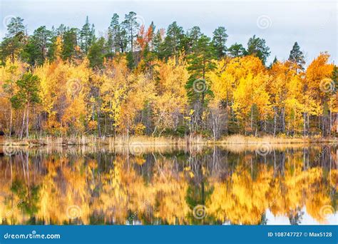 Autumn Golden Forest On Shore Of Lake Stock Image Image Of Forest