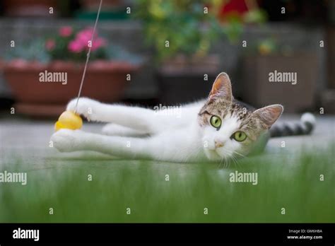 Cat Playing With Ball Hi Res Stock Photography And Images Alamy