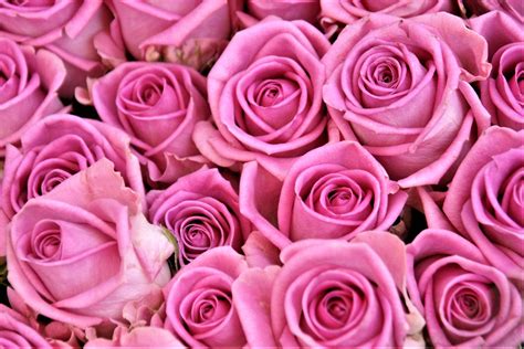壁纸 粉 厂 芽 花瓣 陆地植物 开花植物 花卉 花园玫瑰 玫瑰家庭 花束 切花 3637x2425