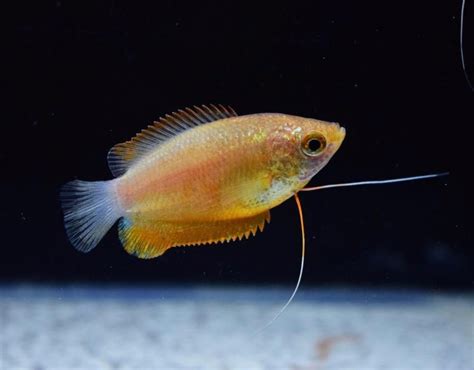 Maybe you would like to learn more about one of these? 1 Honey Sunset Gourami, moss java shrimp guppy | Guppy ...