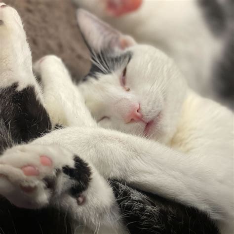 Calling all cat lovers and seekers of... - Java Whiskers UK