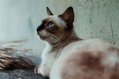 They love to be social and get. 6 Traits of Siamese Cats to Celebrate National Siamese Cat ...