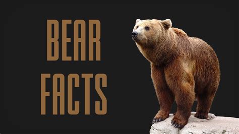 30 Interesting Bear Facts Facts And Information About Bears Youtube