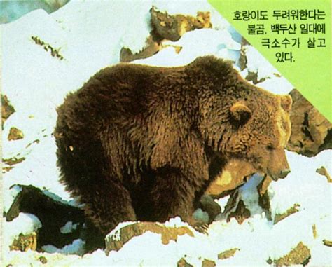 Korean Mammal Brown Bear 불곰 Display Full Image