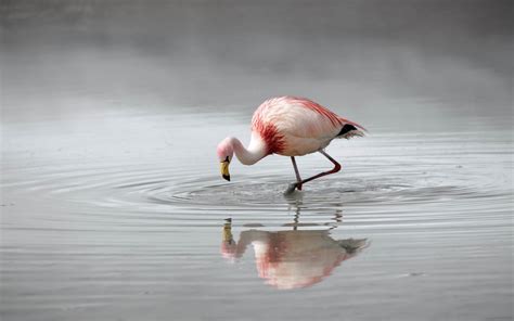 Pink Flamingos Beautiful Birds Hd Wallpaper Best