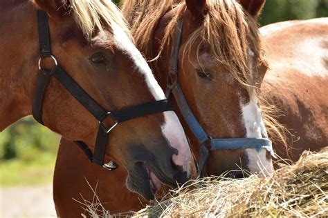 Best Hay For Horses With The Most Protein Best Horse Rider