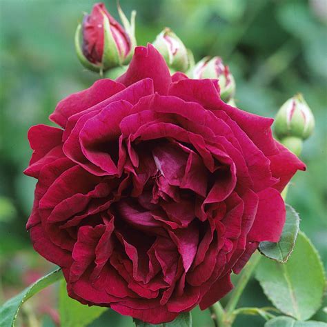 prince-camille-de-rohan-old-roses-type-david-austin-roses,-container-roses,-rooting-roses