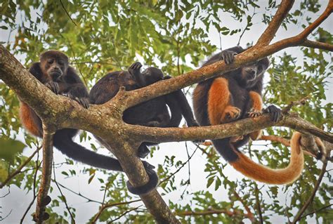 Ucr Estudia Causas De Coloración Anómala En Monos Congos De Costa Rica