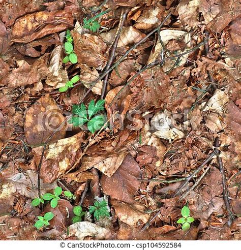 High Resolution Seamless Texture Of A Forest Ground With Autumn Leaves