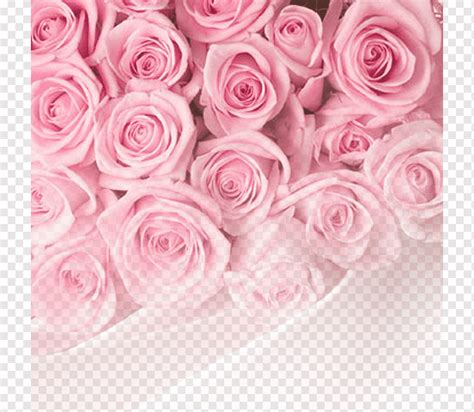 82 Background Bunga Mawar Pink For Free Myweb