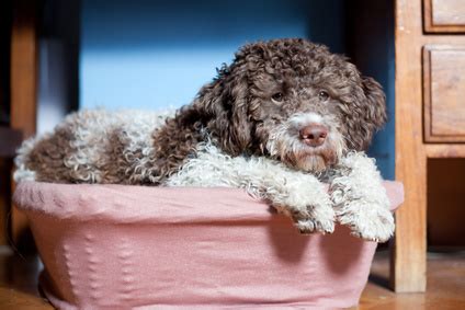 Lagotto romagnolo ✔️ italienischer wasserhund & trüffelhund. Hunde für Allergiker: Wasserhunde - Lagotto Romagnolo