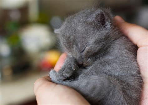 10 Most Popular Kitten Names Vetstreet Vetstreet