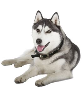 Husky puppy pure bred 7 months for adoption. Husky Puppies - Siberian Husky Puppies and Rescue Near You