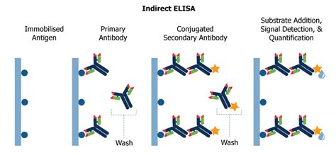Frequently there are 3 types of elisa on the basis of binding structure between the antibody and antigen. ELISA Assays