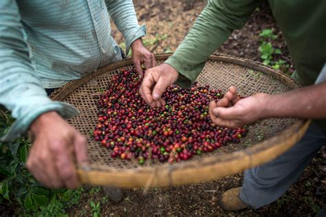 Coffee Keeps Its Mojo Producers Overcome Pandemic Obstacles Upr Utah
