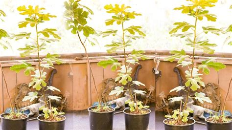 How To Overwinter Potted Fruit Trees