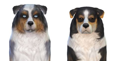 Maggie And Finn Australian Shepherds At Enchanting Essence Sims 4 Updates