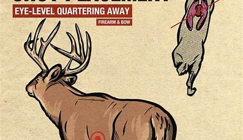 whitetail shot placement chart
