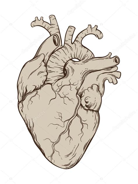 Hand Drawn Line Art Anatomically Correct Human Heart Isolated Vector