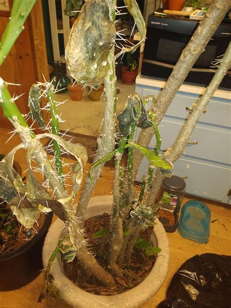 I got a small cactus (couple inches tall) and put it by the lamp in my room (regular 60w light bulb). My mother just gave me this poor cactus that she had in ...