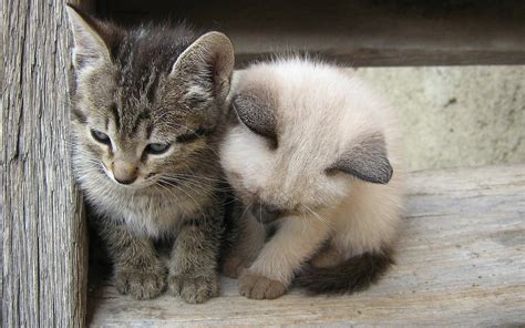 Gray Tabby Kitten And White Siamese Kitten On Stair Hd Wallpaper