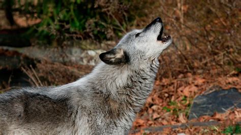 Dnr Estimates Wisconsin Had 5 Wolf Decline From Previous Winter