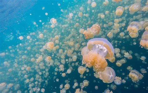 Palau S Famous Jellyfish Lake Has Finally Reopened And Yes You Can