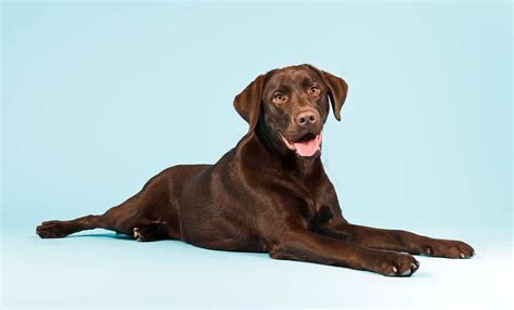 Full Grown Chocolate Lab