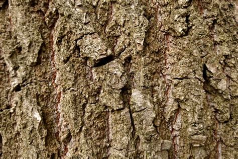 Texture Of Birch Tree Bark Close Up Stock Photo Image Of Pattern