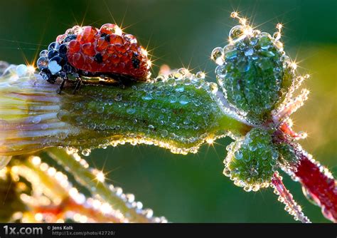 The Very Best Of Macro Photography Pt.2 [20 Pics] | I Like To Waste My Time
