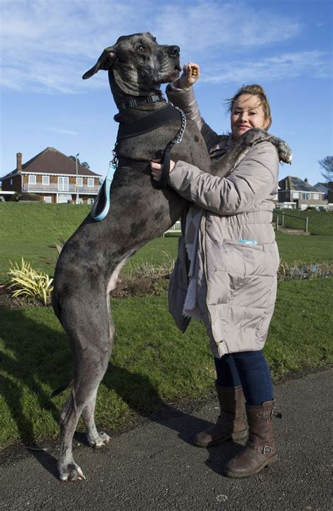 Britains Biggest Dog Great Dane Freddy Is Over 7ft Tall And Still A