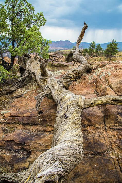 Colorado Twisted Pine Photograph By Steven Bateson Pixels