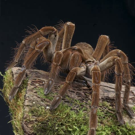 Goliath Bird Eating Tarantula Full Grown Галерија слика