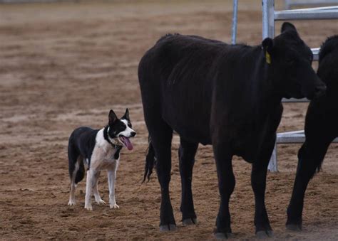 Australian Cow Dog Challenge Puts On A Show In Tamworth