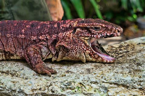 The Crococun Zoo Exotic Animals In Puerto Morelos Mexico