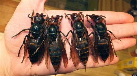 Giant Asian Hornets Are Killing People In China Breeding In Larger