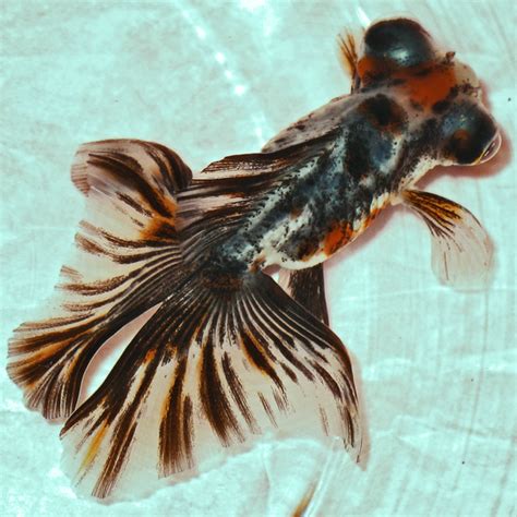 Goldfish Care Types Pictures Diseases And Treatment Butterfly