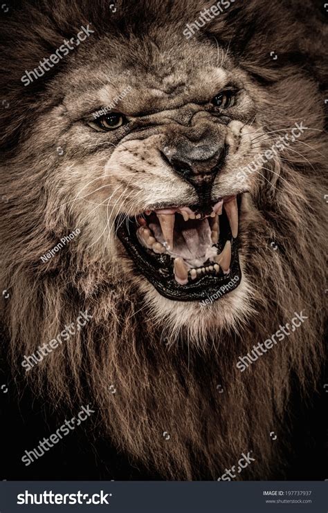 Close Up Shot Of Roaring Lion Stock Photo 197737937