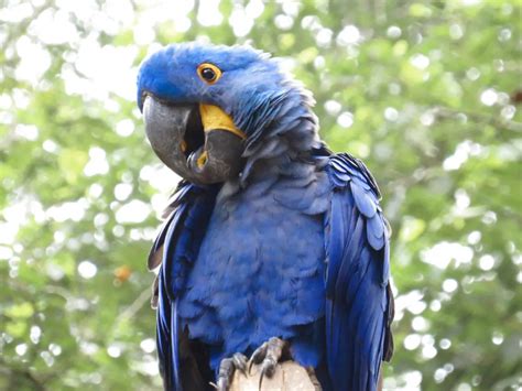 Hyacinth Macaw Types Size Care Lifespan Facts And Price Pets Bunch